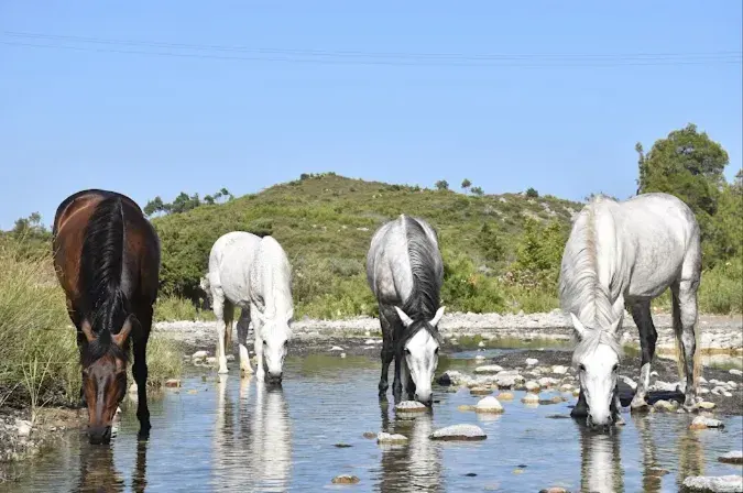 Horses in the South Rhodes countryside
